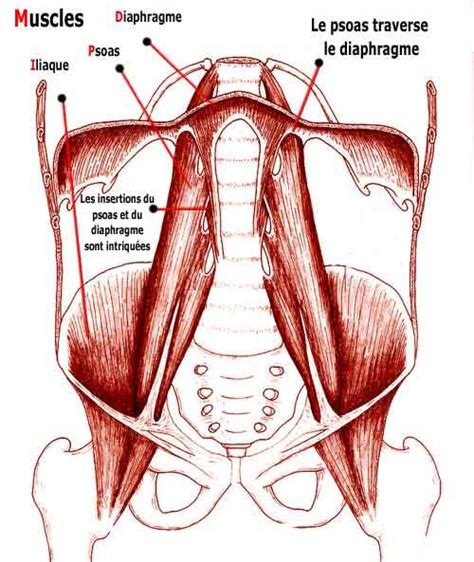Les Insertions Musculaires Du Diaphragme Et Du Psoas Sont Troitement