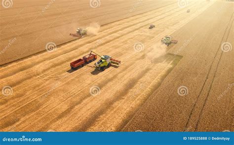 Harvester Machines Combines Work Harvest Wheat In Yellow Or Golden Ripe