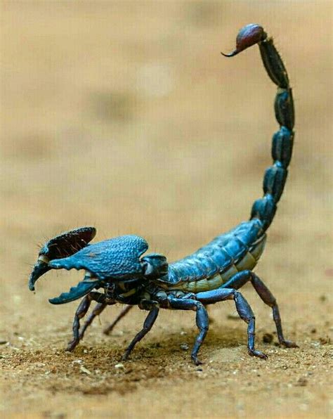 Pin By Patty Swain On Wild Nature Scorpion Animals Arachnids