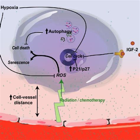 Pdf Targeting Dormant Tumor Cells To Prevent Cancer Recurrence