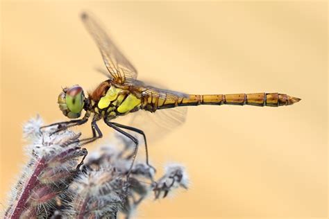 Do Dragonflies Bite Or Sting Humans Discover Wildlife