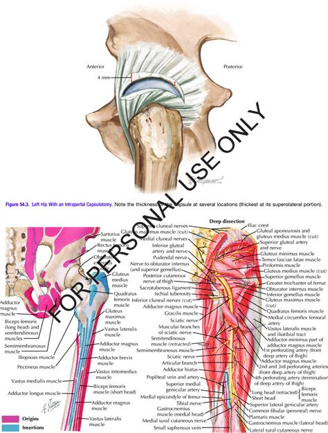 4 Muscles And Insertions Of Pelvis Hip And Thigh Download Scientific Diagram