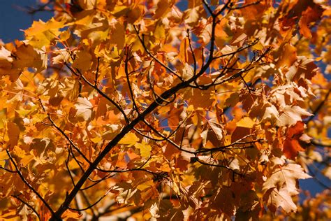 Maple Tree Branch With Bright Autumn Leaves In Park · Free Stock Photo