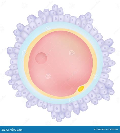 The Egg Cell Ovum Stock Vector Illustration Of Science 138676817