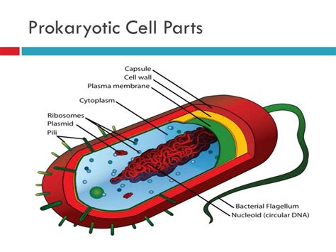 Ppt Intro To Cells And Prokaryotic Cells Powerpoint Presentation Id