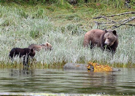 Grizzly Mother And Spring Cubs Grizzly Bear Tours And Whale Watching