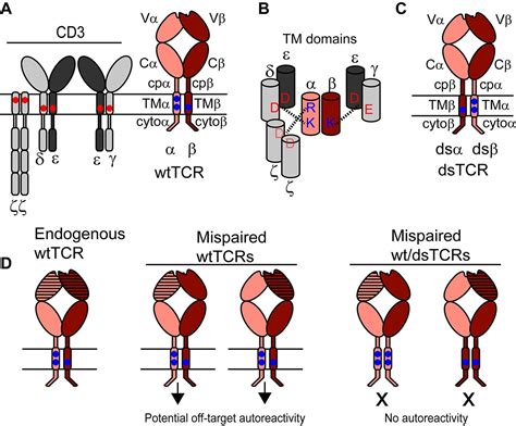 Figures And Data In Domain Swapped T Cell Receptors Improve The Safety