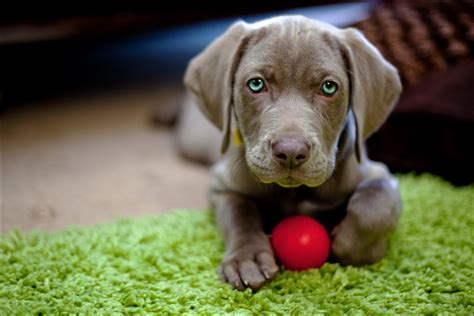 Wallpaper Toy Ball Labrador Retriever Weimaraner Puppy
