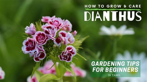 Dianthus Plant Care How To Grow Dianthus Garden Tips For Beginners