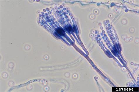Penicillium Fungi Genus Penicillium