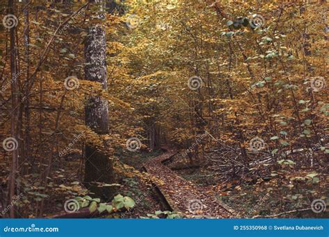 Pathway In The Bright Forest Autumn Falling Leaves Stock Photo Image