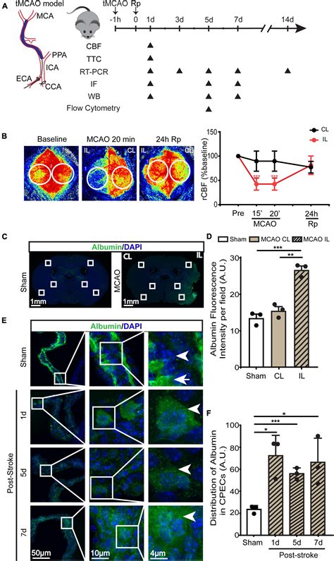 Frontiers Transient Ischemic Stroke Triggers Sustained Damage Of The