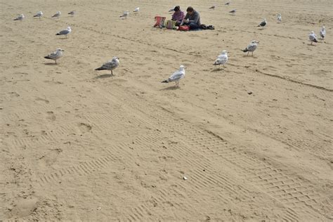 Wallpaper Landscape Sea Street Sand Sky Beach England Seagulls