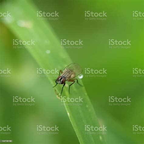 Black Flies On Green Leaves Stock Photo Download Image Now