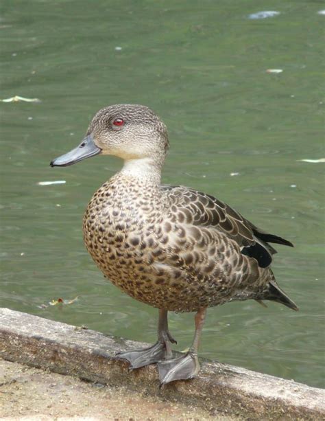 Grey Teal New Zealand Birds Online