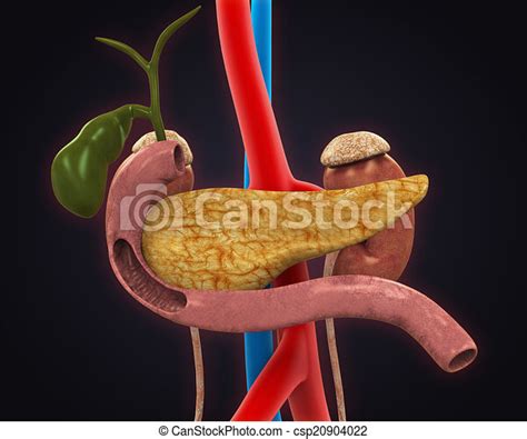 Pancreas Gallbladder And Duodenum Anatomy 3d Render Canstock