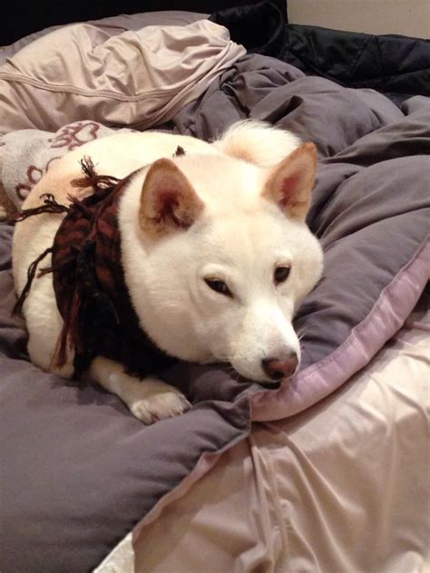 Amiya Looking Super Shibe Does Not Like The Scarf We Put On Her Shiba