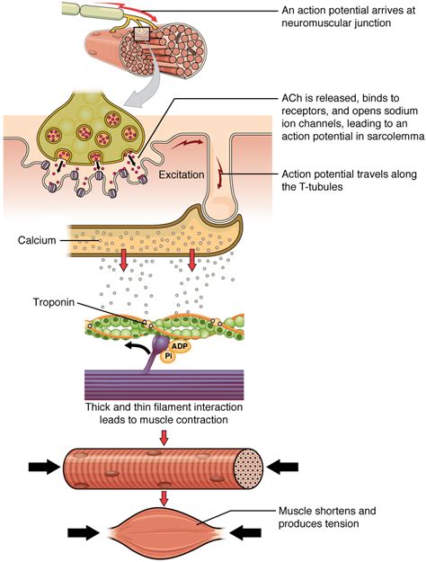 Muscle Fiber Contraction And Relaxation · Anatomy And Physiology