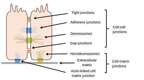 Desmosomes Tight Junctions And Gap Junctions