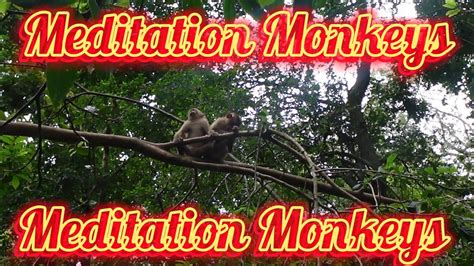 Meditation Monkeys Youtube
