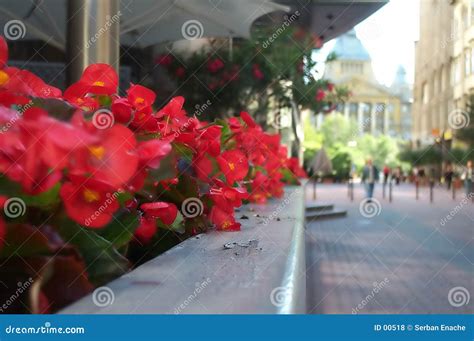Flowers On Street Stock Photo Image Of Sharp Urban Walking 518