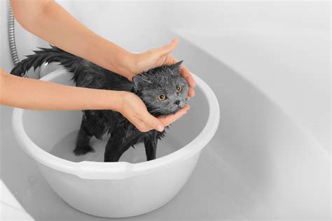 Do Cats Need Baths Should I Bathe My Cat