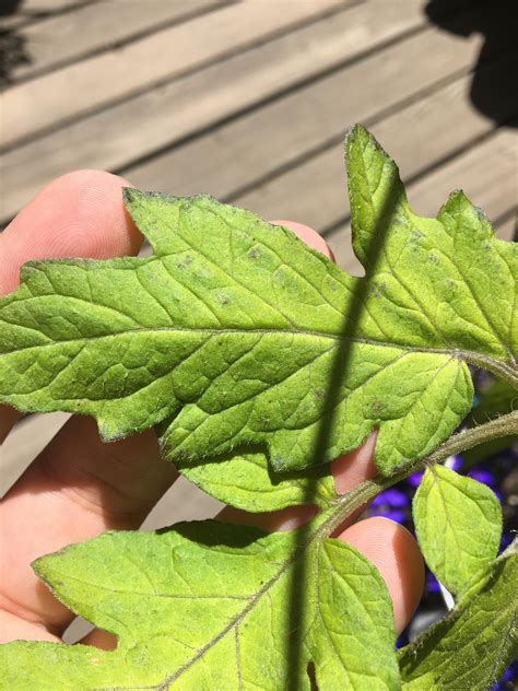 Purplish Spots Showing Up On The Leaves Any Clue What Im Dealing With