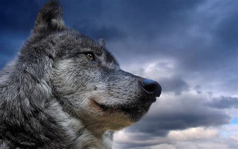 Wolf Nature Animals Wallpapers Hd Desktop And Mobile Backgrounds