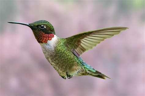 Ruby Throated Hummingbird Beautiful Coloring A Flash Of Green And Red