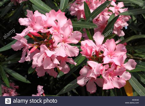 Rosa Oleander Blüten Stockfoto Bild 283981378 Alamy