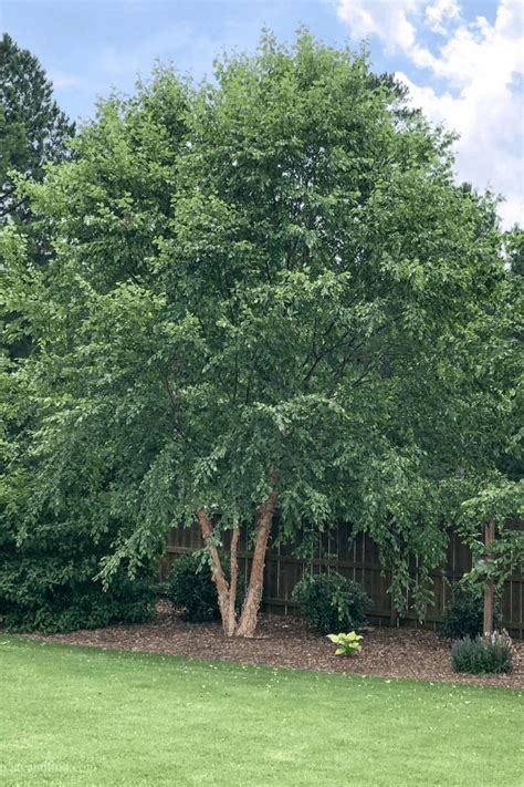 Fast Growing Privacy Trees Create And Find Privacy Landscaping