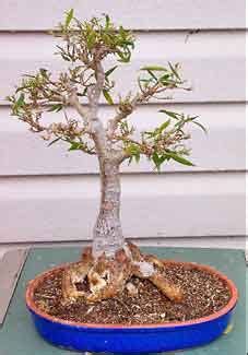 Improving the fig's root system. Ficus Forum - Techniques 11 - Modifying A Root System