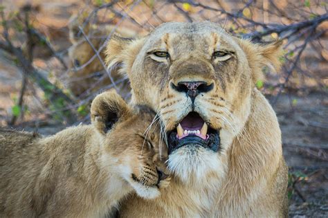 Lioness With Her Cub Photograph By Carl R Schneider Pixels