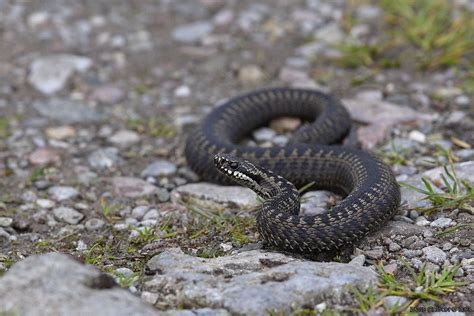 The thought about starting a band came after they accidentally made the song demoner i skallen one boring night in october 2017. HUGGORM / COMMON VIPER (Vipera berus)
