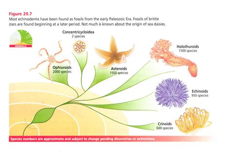 Invertebrates are a diverse group of animals. The Origin of Invertebrates | Answers in Genesis