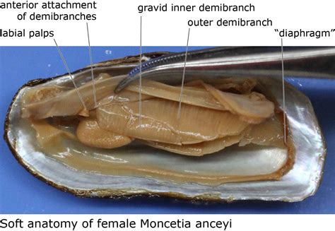 Mussel Anatomy Diagram