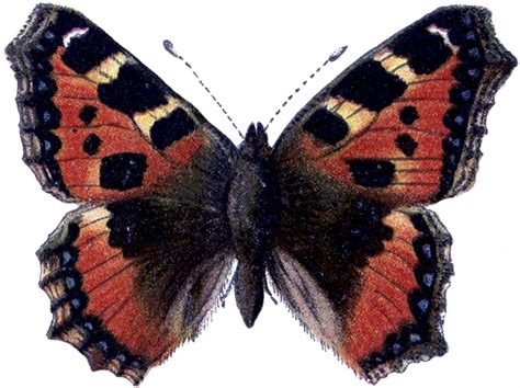 Natural History Butterfly Image The Graphics Fairy
