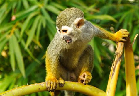 Rainforest Animals Animal Facts Encyclopedia
