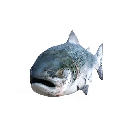Free Fish Isolated 3d Rendering 23522432 Png With Transparent Background