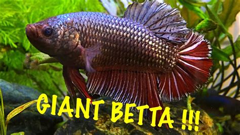 Giant Betta Fish Giant Story Ram91giantbettas Com Usual Size In