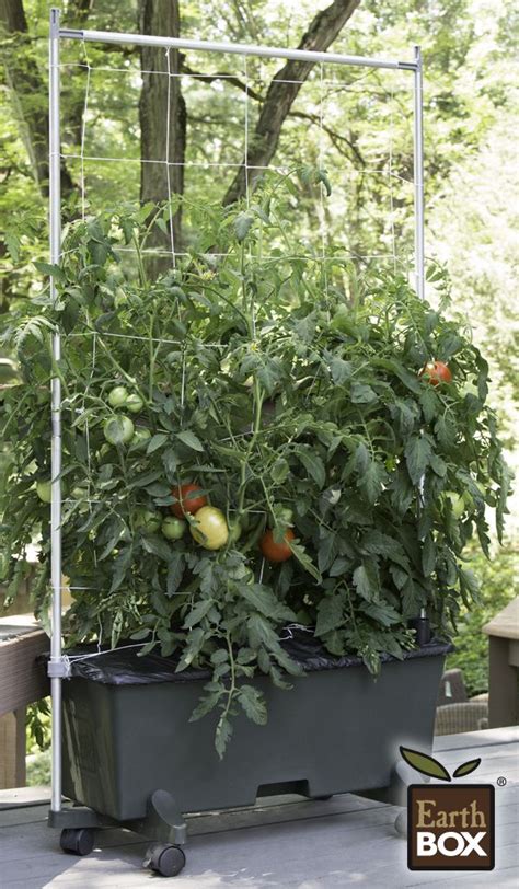 Easily Grow Tomatoes Now Its Easy To Garden Anywhere Even On
