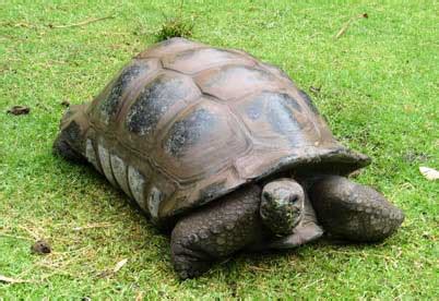 Haiwan yang hidup di air: kura-kura emas / golden turtle | Misteri Malaysia