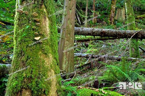 Canada British Columbia Moss Covered Trees Near Sechelt Stock Photo