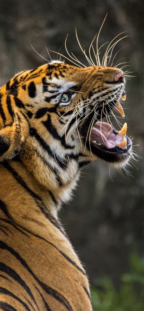 tiger  wallpaper roaring big cat wild animal predator closeup  animals