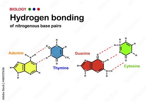 Biology Diagram Show Hydrogen Bond Of Dna Nitrogenous Base Pair Stock Vector Adobe Stock