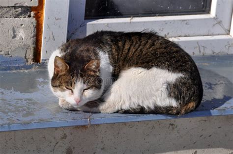 Cat Sleeping On Window Stock Photo Image Of Iron Laze 30503938