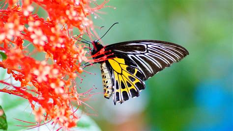 Żółty Czarny Projekt Motyl Na Czerwone Kwiaty W Plamy Zielony Tło 4k