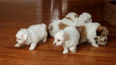 Teddy bear puppies are a mix of shih tzu and bichon. Shichon/Teddy Bear Puppies for Sale - YouTube