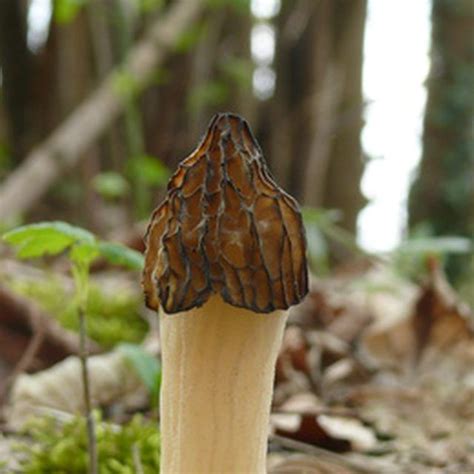 Types Of Edible Mushrooms In Texas Sciencing Edible Wild Mushrooms
