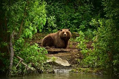 Forest Animals Mammals Bears Desktop Giungla Bear